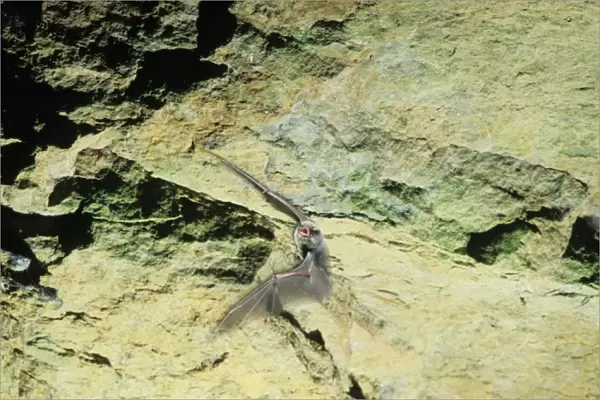 Schreiber's Long-fingered  /  Schreiber's Long-eared  /  Schreiber's Bat flying out of a cave. Post breeding season (end of August) French jura, France Distribution: SW Europe to China, Africa, Madagascar & Japan