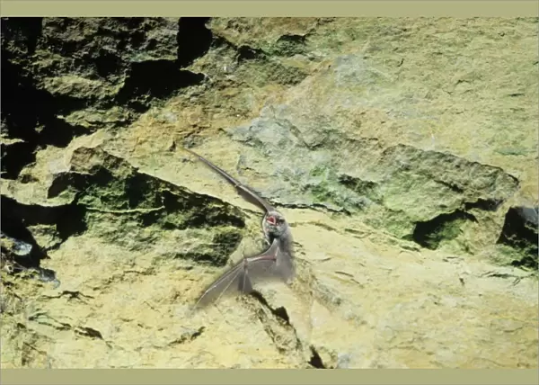 Schreiber's Long-fingered  /  Schreiber's Long-eared  /  Schreiber's Bat flying out of a cave. Post breeding season (end of August) French jura, France Distribution: SW Europe to China, Africa, Madagascar & Japan