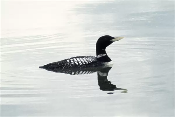 White-billed Diver - also known as Yellow-billed diver  /  Loon in North America