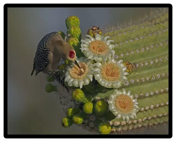 Gila Woodpecker - Feeding on nectar and insects in the Saguaro cactus blossom - helps pollinate cactus - makes holes in Saguaro cactus for their nests which are then used by other birds Common Sonoran desert resident Arizona, USA