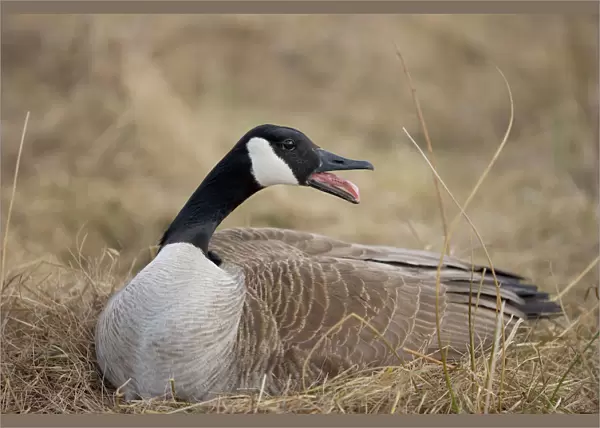 Canada Goose - Female sitting on nest-The most common and best-known goose, identified by the black head and neck and broad white cheek-Breeds on lake shores and coastal marshes-Gathers in large flocks after the breeding season