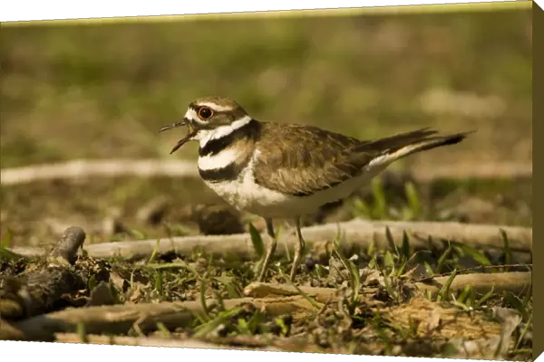 Killdeer -With mouth open. Distinctive double breast bands and loud piercing call: kill-dee-Common in meadows-farm fields-airfields-lawns and also on shores