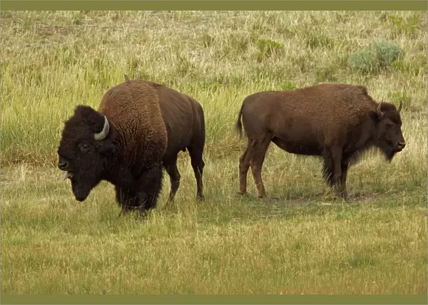 Bison - Wyoming, USA - Male (large) and female (smaller) in rut - Commonly called buffalo - Males weigh up to 2000 pounds-heaviest land mammal in North America-Nearly went extinct by 1894 due to hunting prompting Congress to pass the National Park
