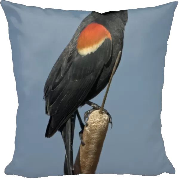 Red-winged Blackbird - Male -Abundant in marshes and fields-Occurs throughout U. S. and much of Canada and Mexico-Forms immense flocks in winter-Males establish territories in marshes in spring