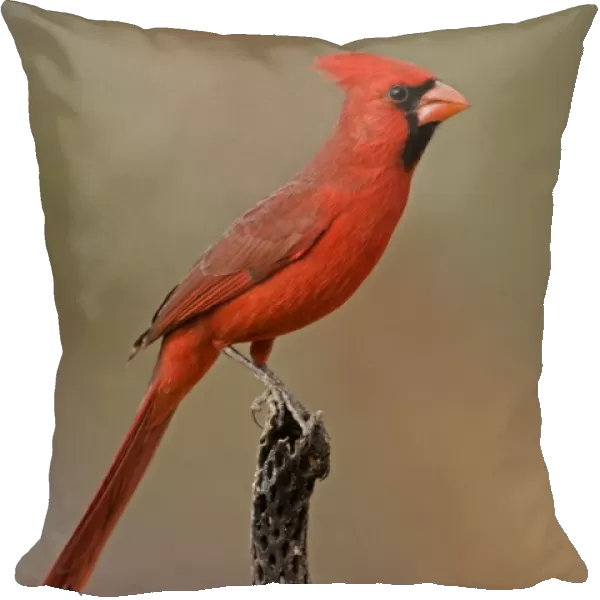 Northern Cardinal - Perched on cactus - Arizona, USA - Male - Range is southern Quebec to Gulf states-southwest U. S. and Mexico to Belize - Habitat is woodland edges-thickets-suburban gardens and towns - Eats seeds-insects and small fruits