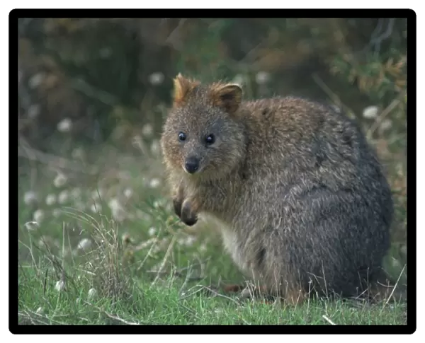 Quokka - Western Australia - Marsupial - Endangered species - Kangaroo Family - Limited to a small area in Western Australia including Rottnest Island - Prefers densely vegetated moist conditions but also survives in large numbers in the harsh