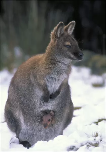 Red-necked Wallaby  /  Bennett's Wallaby - Australia - Marsupial - Mother and joey in pouch - In snow - The common large wallaby of the forests of eastern Australia and Tasmania - Males grow up to 888 mm