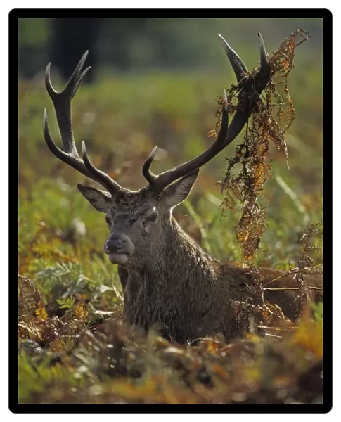 Red Deer - Stag rutting with bracken on antlers