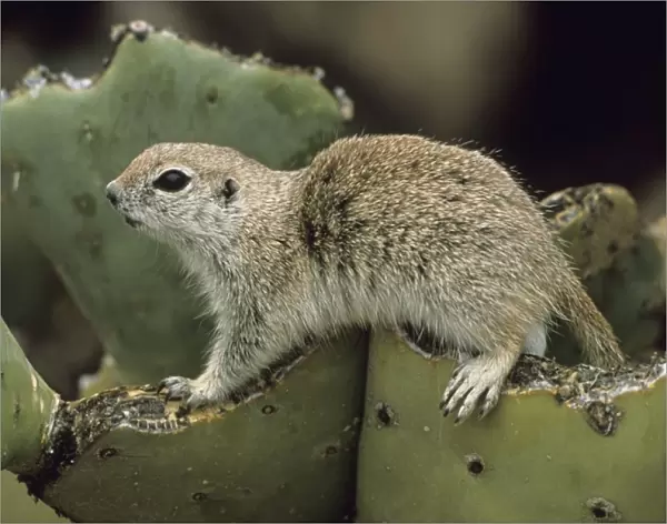 Roundtail Ground Squirrel - Arizona, USA - Found in parts of Nevada-California and Arizona extending down into NW Mexico - Lives in low desert-mesquite-creosote bush and cactus - Above ground most of the year