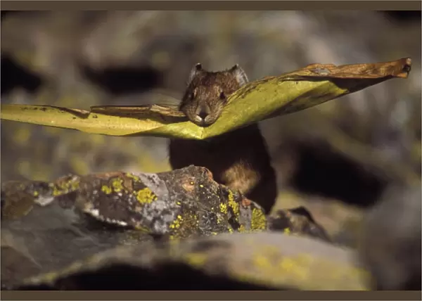 Pika - Leaf in mouth, storing vegetation to be used as food in winter - Inhabits talus slopes and rock slides usually near timberline and high mountains - Lives in colonies - Each pika has a territory within the colony at least in autumn - Related