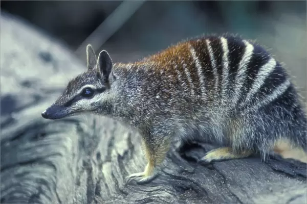 Numbat - Marsupial Australia