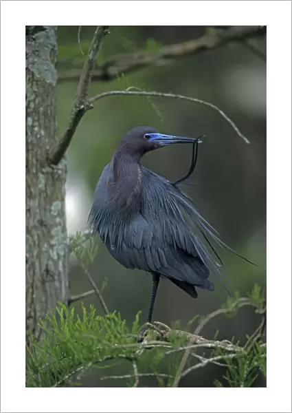 Little Blue Heron In tree - Louisiana, USA - Slate blue overall - In high breeding plumage head and neck become reddish-purple - Slow methodical feeders in freshwater ponds-lakes and marshes