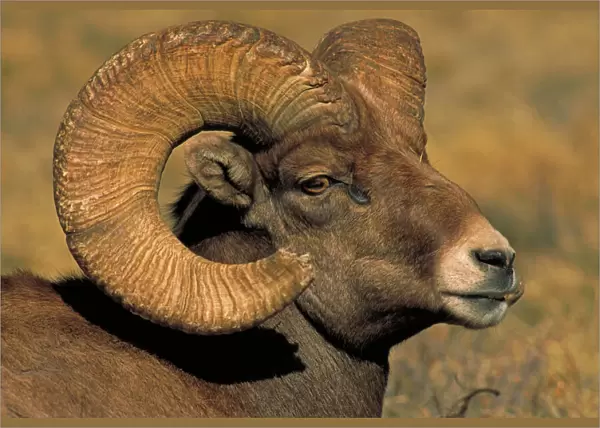Bighorn Sheep - Ram in rut - Colorado - Record spread of horns in male is 33 inches - Females have short straight horns - Both a browser and grazer and feeds on a great variety of plants - Probably lives to 15 years in the wild - Inhabits mountain