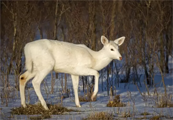 White-tailed Deer (White Color Phase) (Odocoileus virginianus) - New York - Doe - A rare color phase resulting from double recessive white genes which occurs rarely naturally - These white individuals occur in unusually high proportion on a former