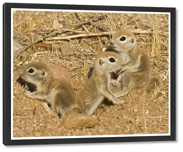 Roundtail Ground Squirrel Young (Citellus tereticaudus) - Arizona, USA - Found in parts of Nevada-California and Arizona extending down into NW Mexico - Lives in low desert-mesquite-creosote bush