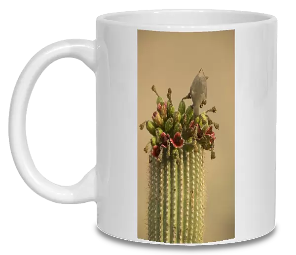White-winged Dove - Arizona, USA - Feeding on saguaro fruits - Range is extreme southern United States and into Mexico - Feeds on grain-wild seeds and cactus fruits