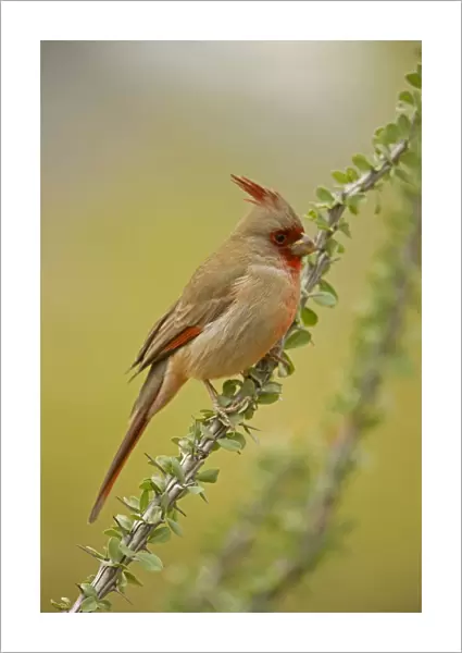 Pyrrhuloxia - Male - On ocotillo - Rose-colored breast and crest suggest a Cardinal but the gray back and yellow bill set it apart - Range is southwest U. S. to central Mexico - Habitat is mesquite-thorn scrub and deserts Arizona