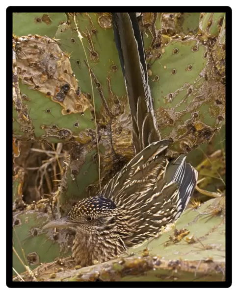 Greater Roadrunner - In prickly pear cactus - Large-crested-terrestrial bird of arid Southwest - Common in scrub desert and mesquite groves - Seldom flies -Eats lizards-snakes and insects Arizona USA