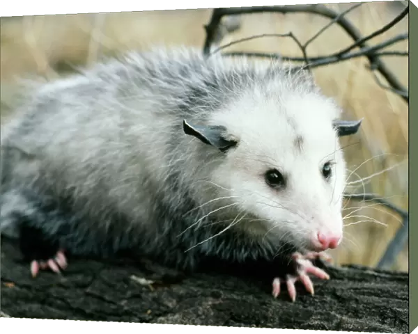 Opossum - Walking on tree branch