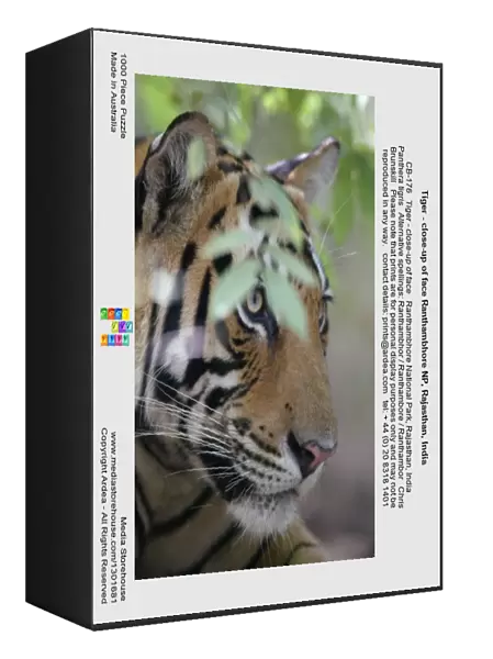 Tiger - close-up of face Ranthambhore NP, Rajasthan, India