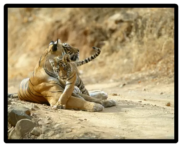 Tigers - 3 month old cub with mother Ranthambhore NP, Rajasthan, India