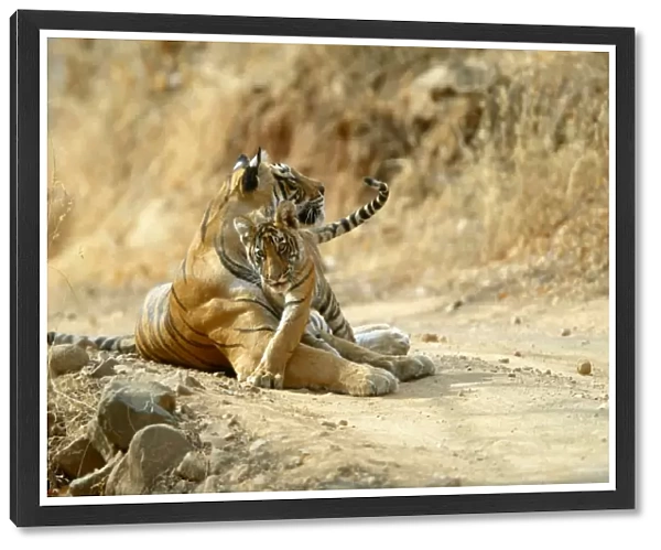 Tigers - 3 month old cub with mother Ranthambhore NP, Rajasthan, India