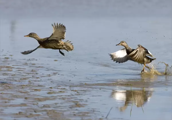 Gadwall - Duck & Drake lifting off water, lakes & Mudflats. Norfolk UK