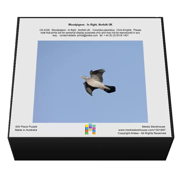 Woodpigeon - In flight, Norfolk UK