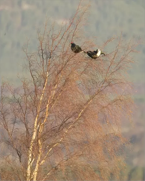 Black Grouse - Two males feeding on birch tree buds - April - Scotland UK
