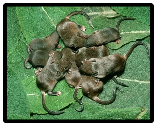 House Mouse Litter of House Mice, in central Colorado, USA