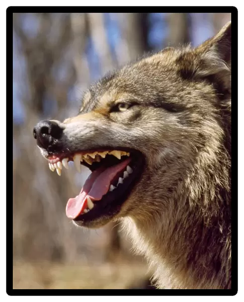 Grey Wolf - snarling