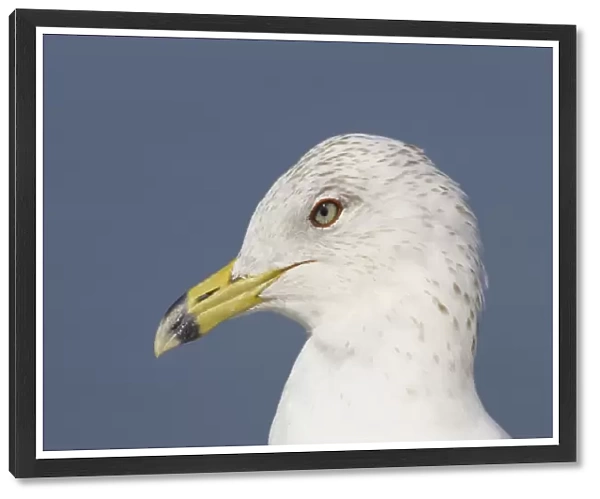 Ring-Billed Gull - head shot winter plumage Fort de Soto, florida, USA BI000530
