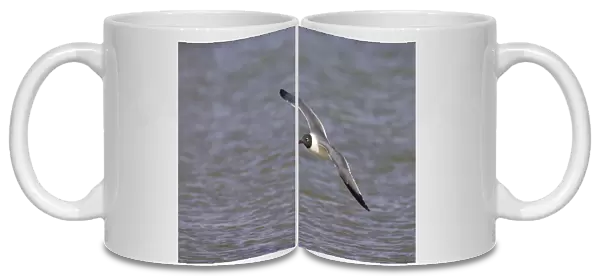 Laughing Gull - in flight Fort de Soto, florida, USA BI000524