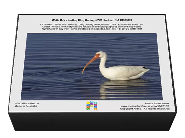 White Ibis - feeding Ding Darling NWR, florida, USA BI000883