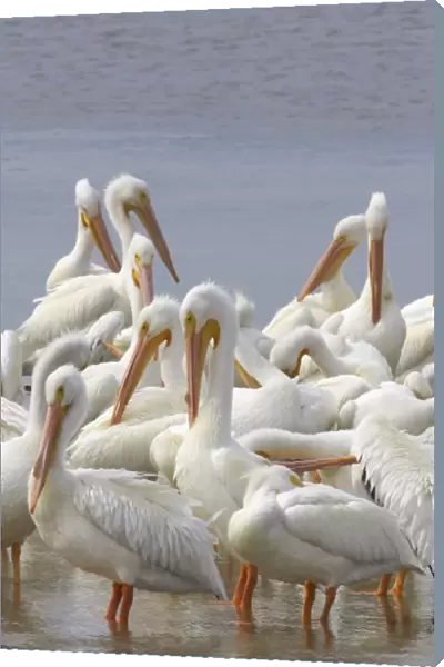 American White Pelican - group Ding Darling NWR, florida, USA BI001070