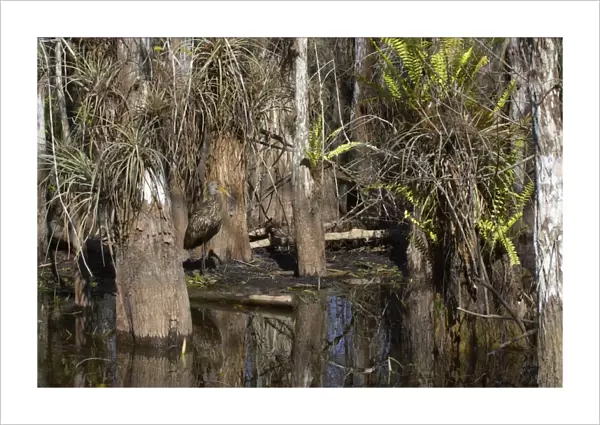Limpkin - in swamp cypress habitat Everglades National Park, florida, USA BI000968
