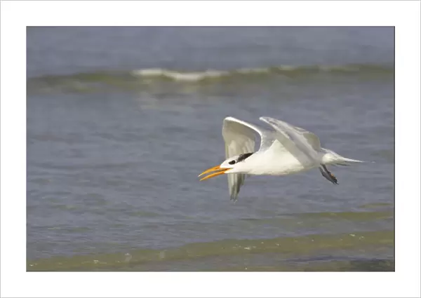 Royal Tern taking off. Fort Myers Beach, florida, USA BI001697