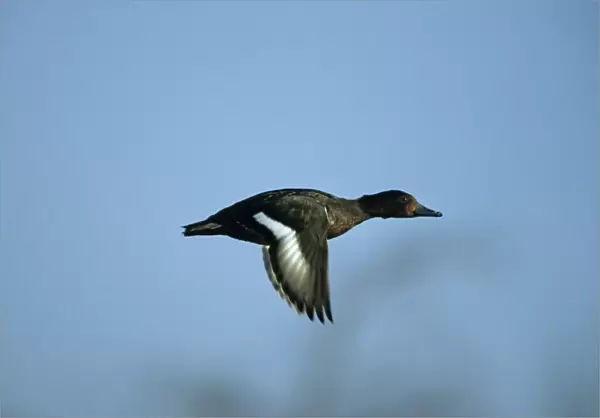 Ferruginous Duck - In Flight Norfolk, UK BI004649