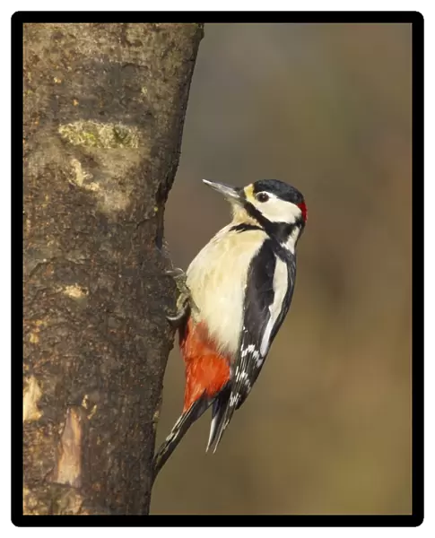 Great-Spotted Woodpecker Lea Valley Park, Essex, UK BI006931