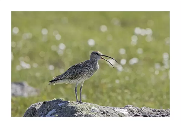 Whimbrel - Calling from rock Numenius phaeopus Shetland Mainland, UK BI011484