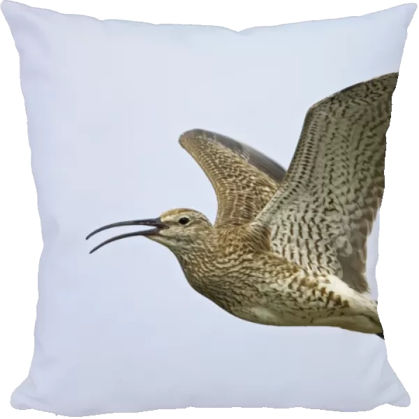 Whimbrel - Calling in flight Numenius phaeopus Shetland Mainland, UK BI011518