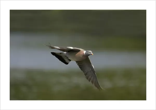 Woodpigeon - In flight Columba palumbus Hertfordshire, UK BI009697