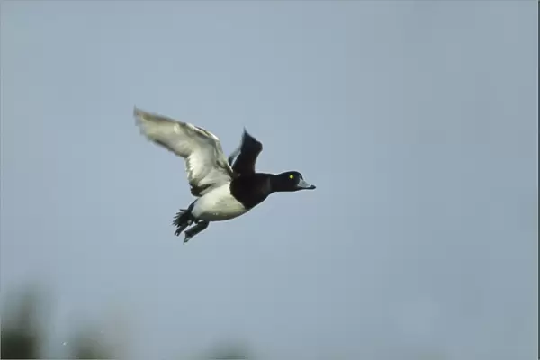 Tufted Duck - In flight Norfolk, UK BI006837