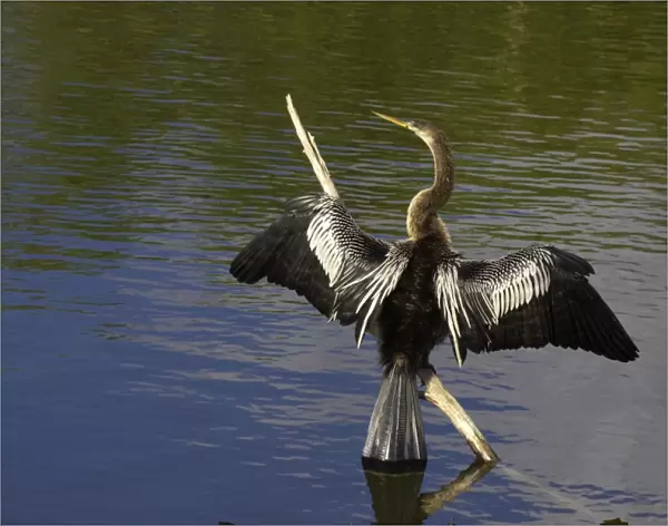Anhinga - Drying wings Everglades National Park, Florida, USA BI000037