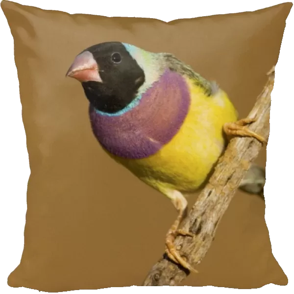 Gouldian Finch black-headed morph perched About 75% of the population are black-headed morphs. Gouldian Finches occur across the Top End from the Kimberley to the far north of Queensland but in much smaller numbers than previously
