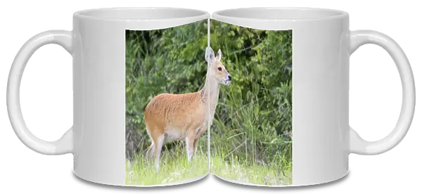 Chinese Water Deer - Buck Norfolk UK