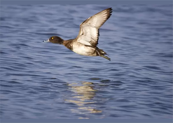 Tufted Duck - Female taking flight Norfolk UK