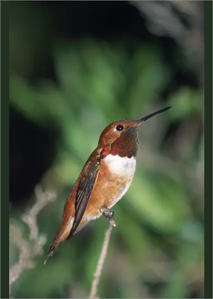 Rufous Hummingbird Western North America
