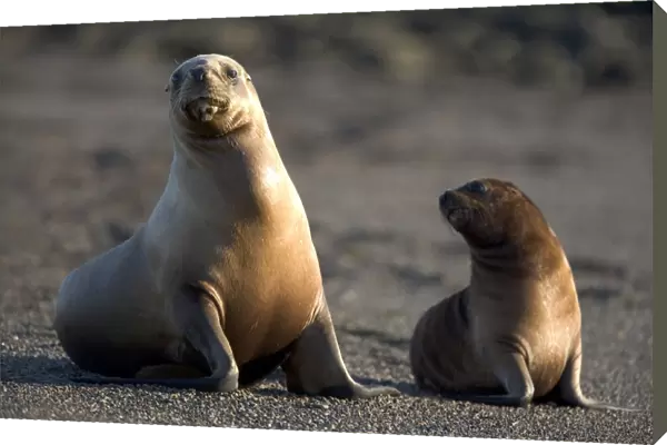 South American Sealion - Female and pup Coast of Patagonia, Argentina