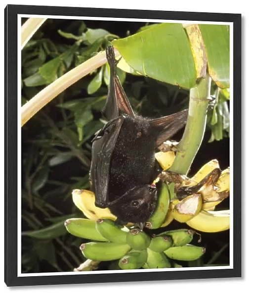 Black Flying Fox  /  Fruit Bat - Male